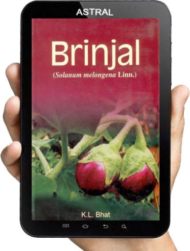 Brinjal
