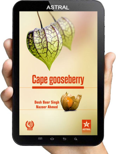 Cape Gooseberry