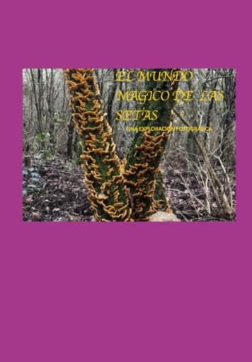 El Mundo Magico De Las Setas