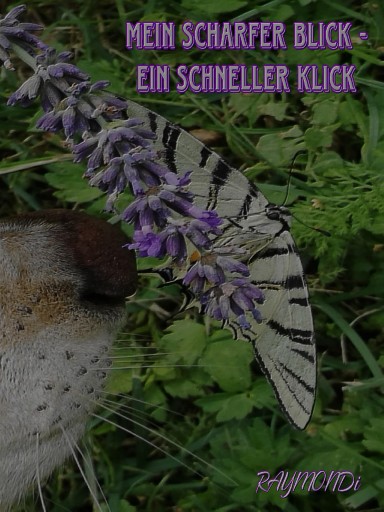 mein _scharfer_BLICK☆ein_schneller-KLICK☆IDEE+GLÜCK