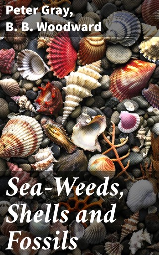 Sea-Weeds, Shells and Fossils