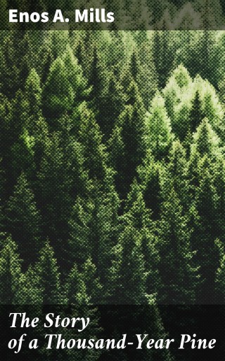 The Story of a Thousand-Year Pine