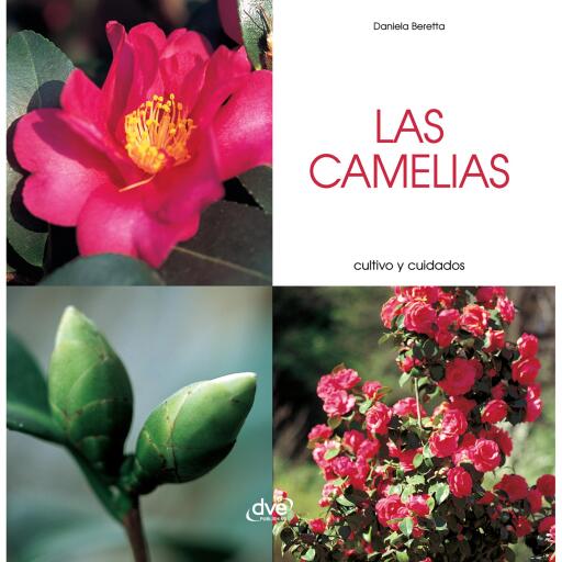 Las camelias - Cultivo y cuidados