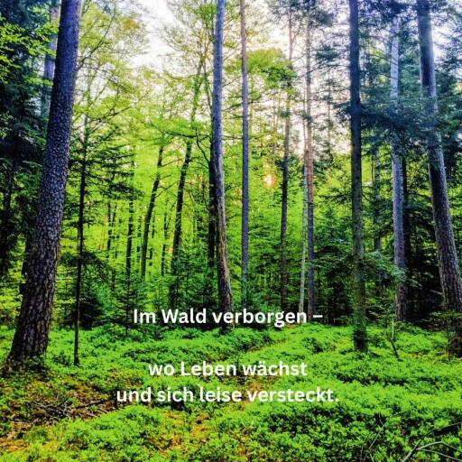 Im Wald verborgen –  wo Leben wächst und sich leise versteckt
