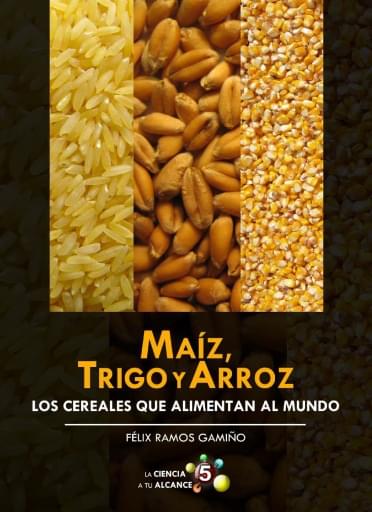 Maíz, trigo y arroz, los cereales que alimentan al mundo