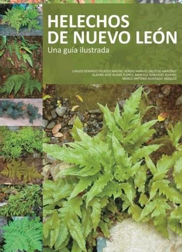 Helechos de Nuevo Leòn, una guía ilustrada