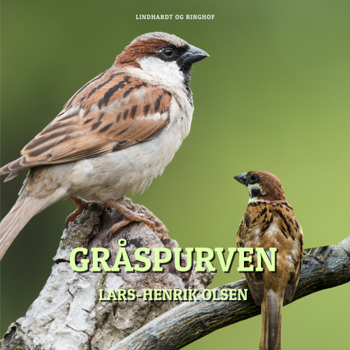 Gråspurven