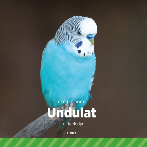 Undulat – et kæledyr